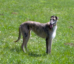 lurcher01