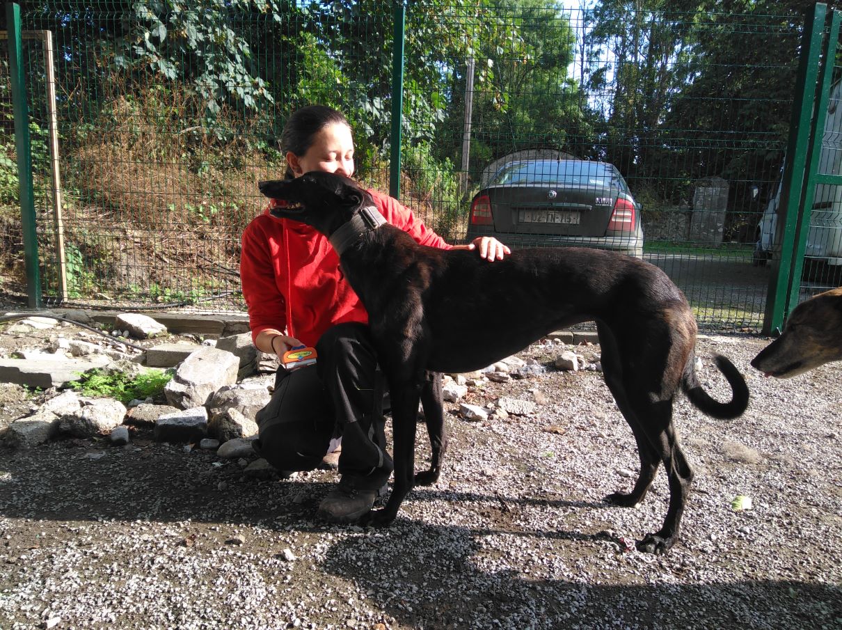 Postavna greyhoundica Dolly.